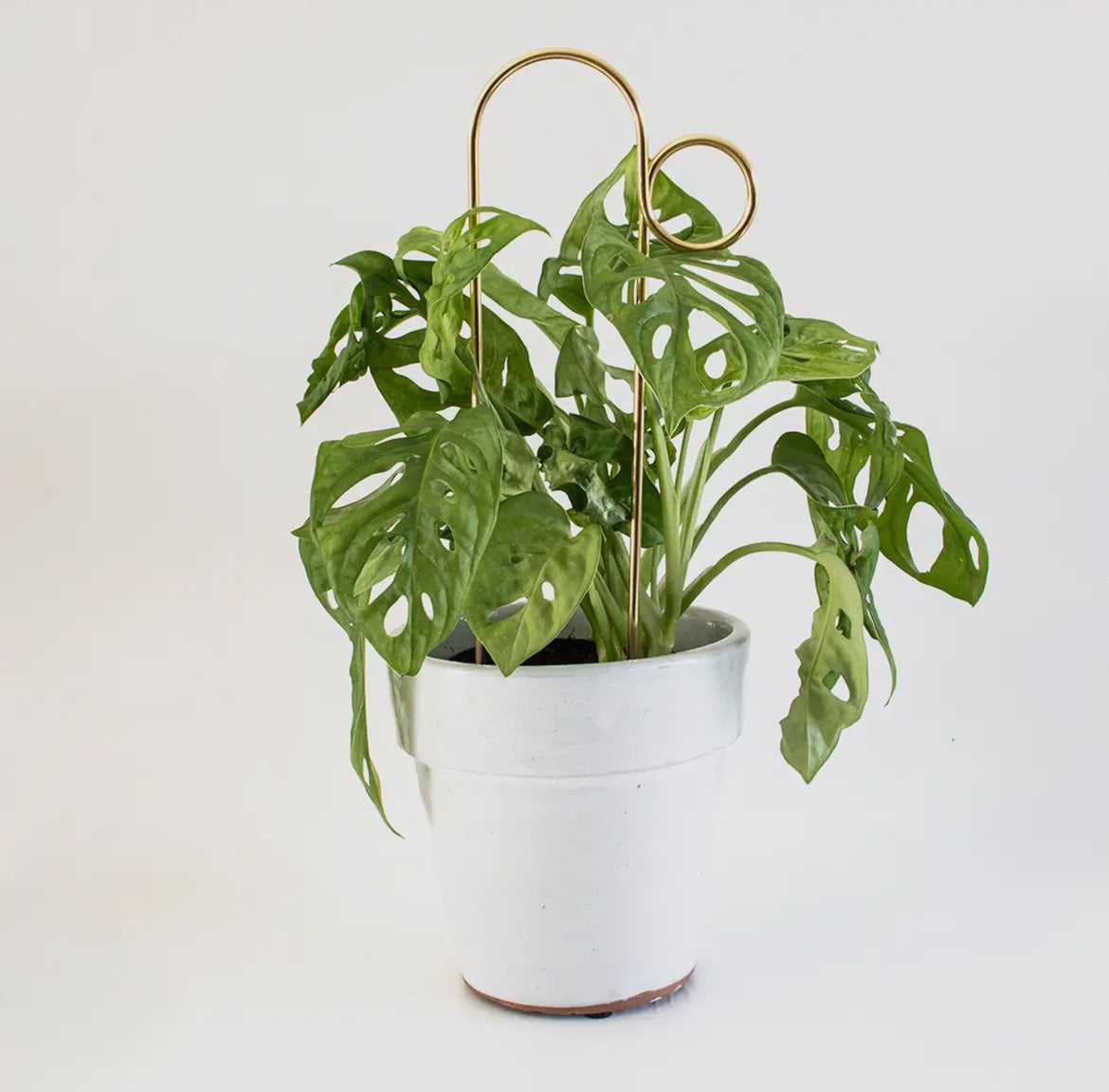 Botanopia Bump Plantensteun