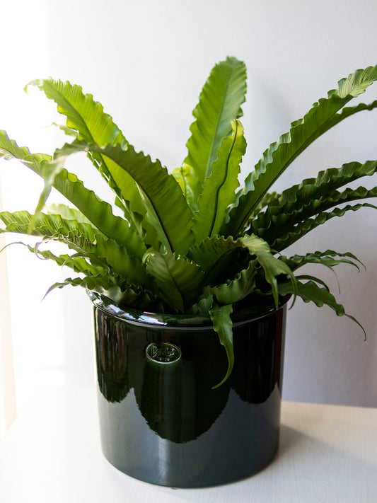 Bergs Potter Modena Glazed Emerald